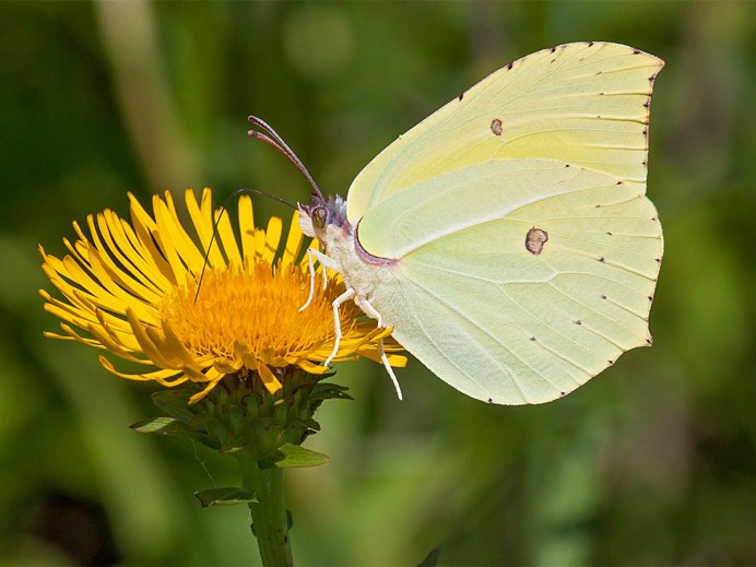 Желтая баночка