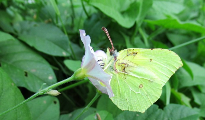 Бабочка желтушка золотистая