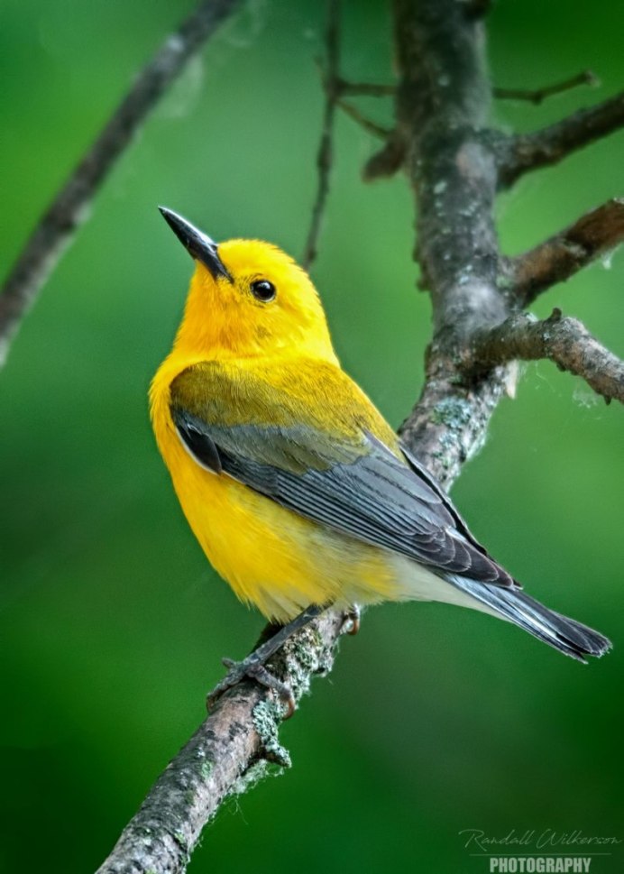 Маленькие желтые птички