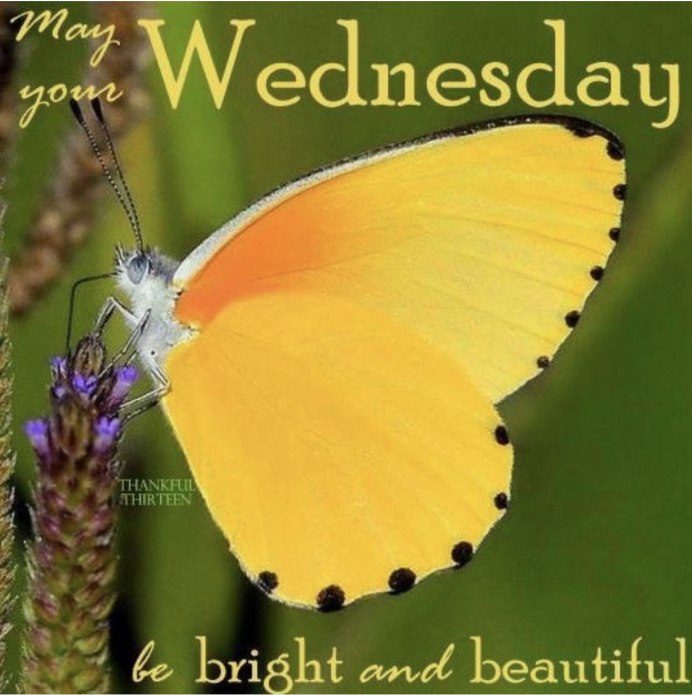 Желтая танагра птица