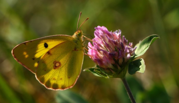 Желтый мотылек