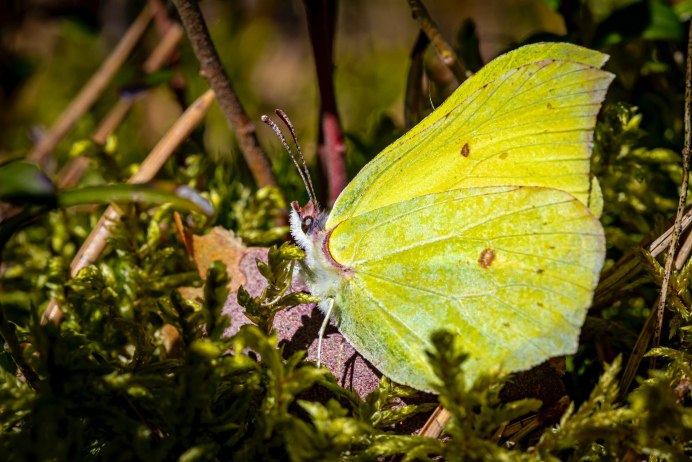 Бабочка лимонница крушинница