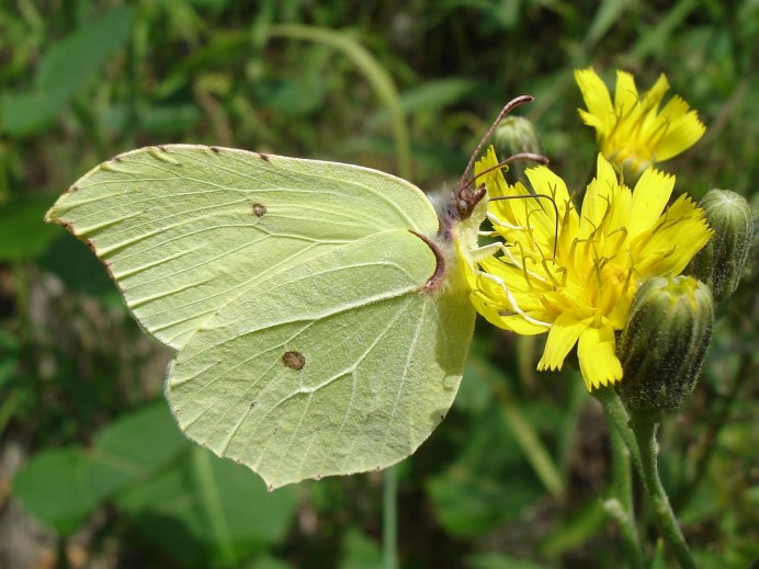 Желтая камышевка