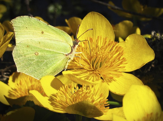 Маленькие желтые птички