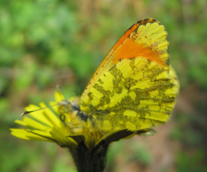 Бабочка лимонница