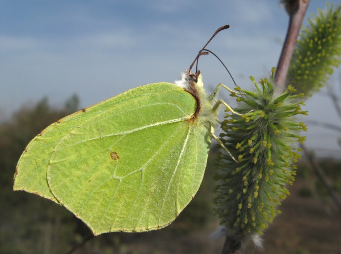 Желтушка Луговая бабочка