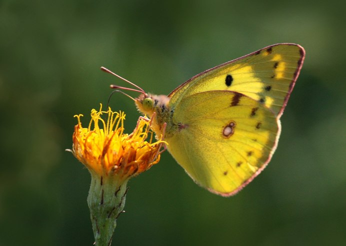 Желтая канарейка