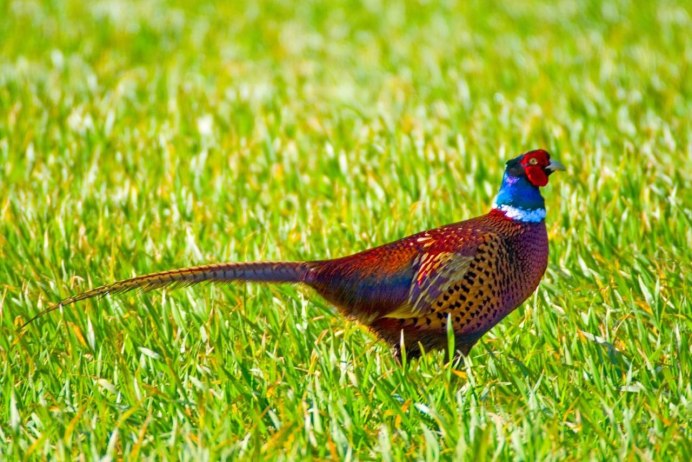 Северокавказский фазан