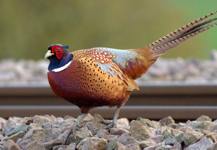 Фазан леди Амхерст