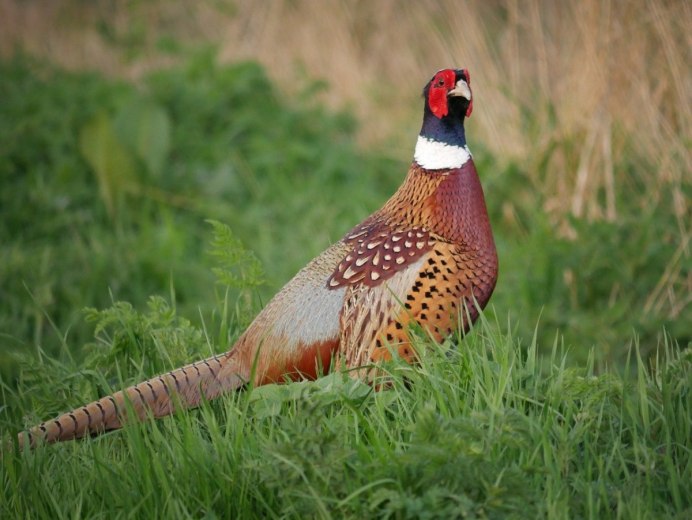 Мідний фазан