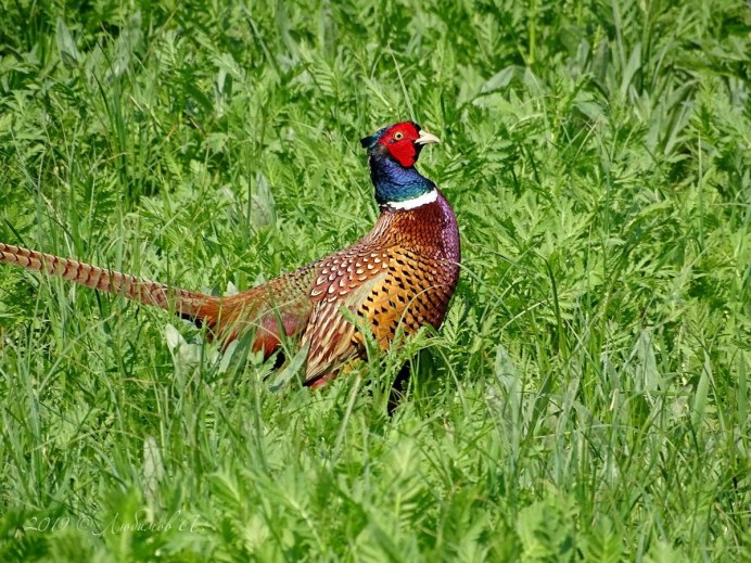 Фазан Крымский