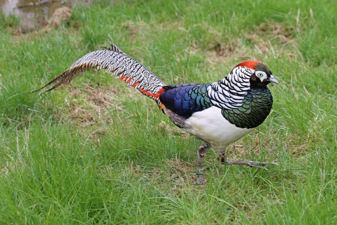 Фазан Крымский