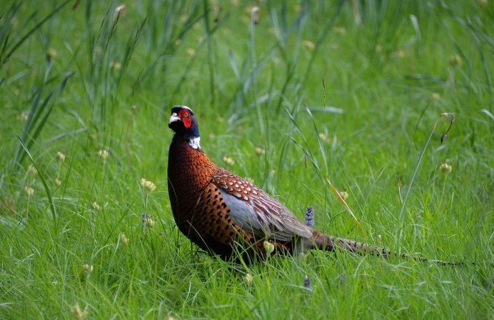 Медный фазан Япония