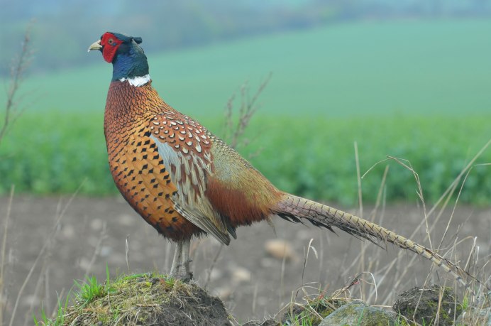 Фазан в полете фото