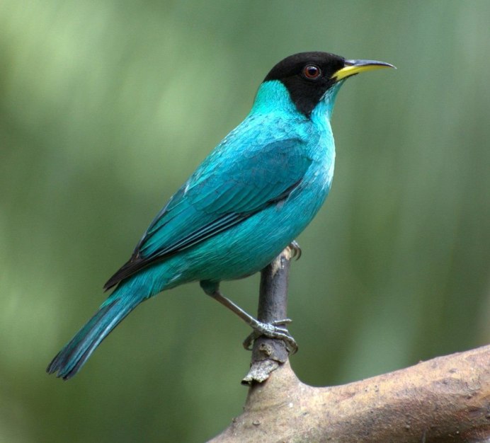 Танагра медосос