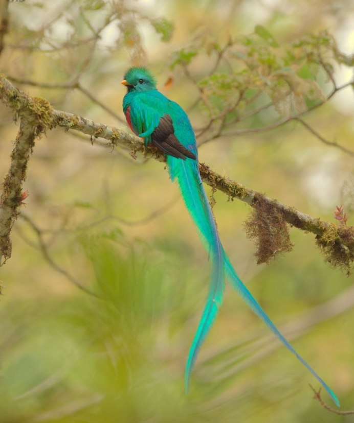 Индиговый овсянковый Кардинал