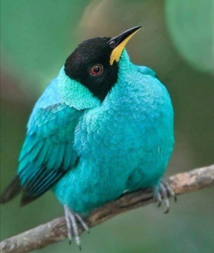 Птица бирюзового цвета