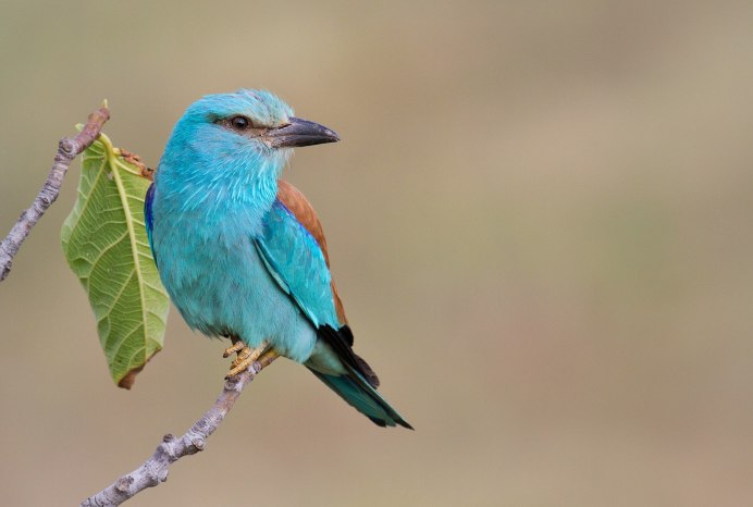 Мадагаскарская сизоворонка