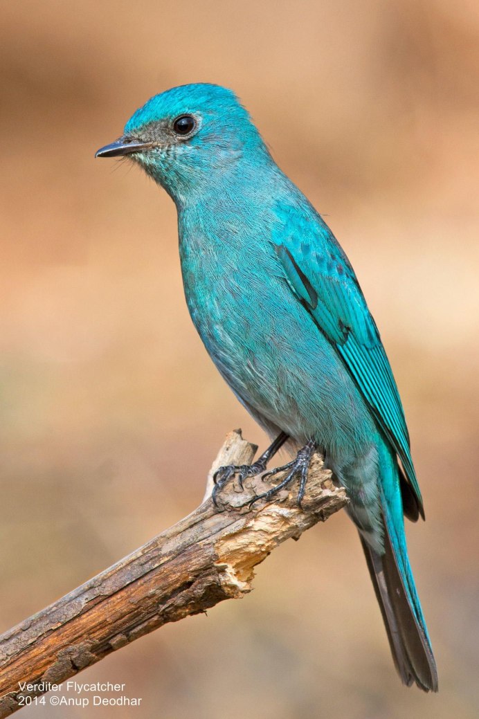 Котинга птица