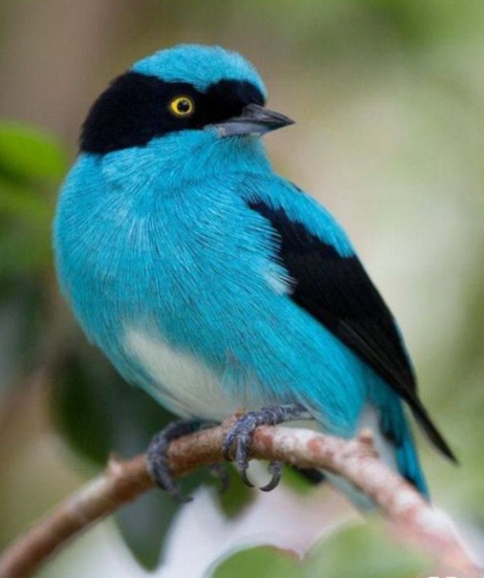 Желтобрюхий Дакнис