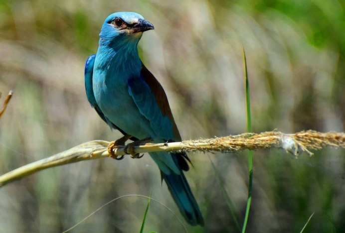 Ракша сизоворонка