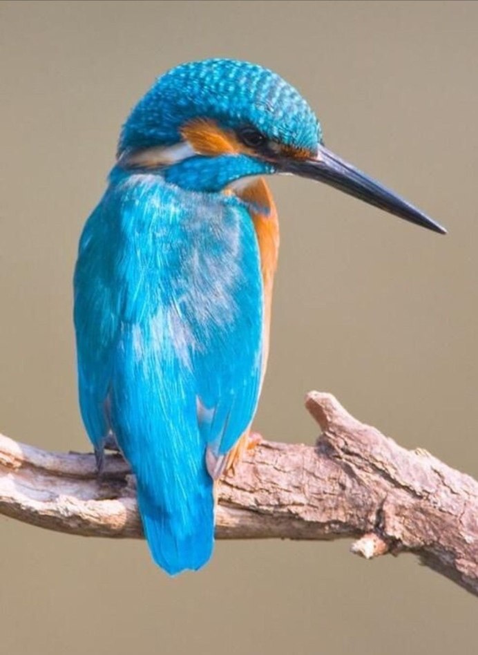 Тайская сизоворонка