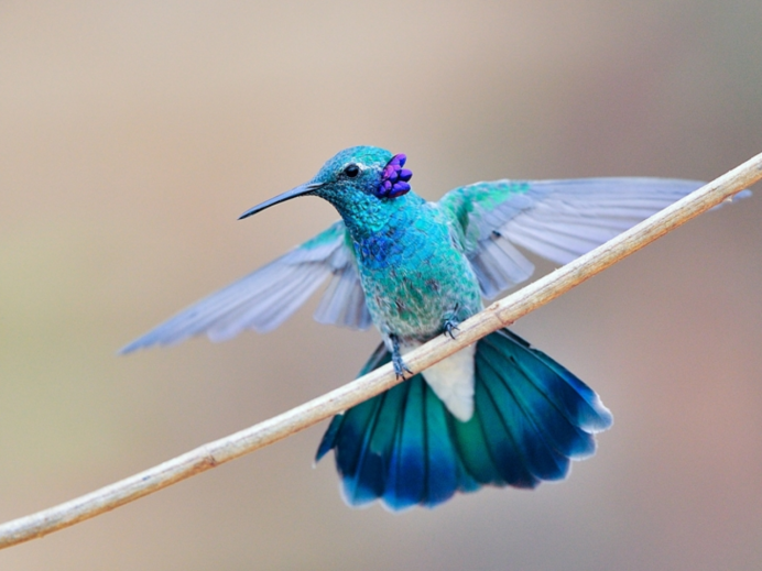 Гуамский Зимородок