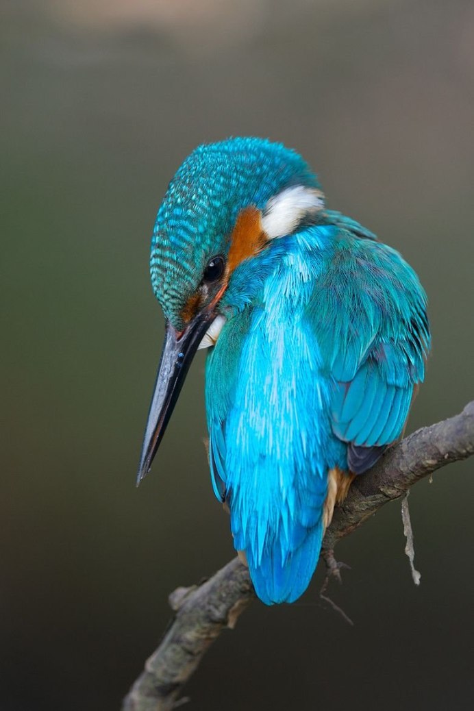 Малахитовый Зимородок