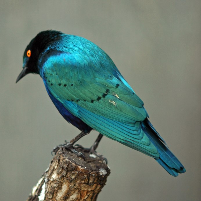 Птица бирюзового цвета