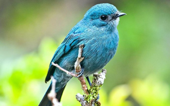 Зимородок Новосибирск птица