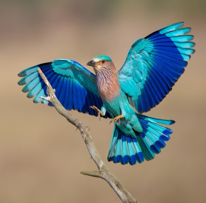 Бирюзовый Зимородок