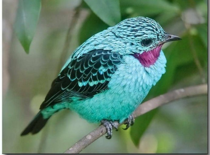 Настоящая котинга