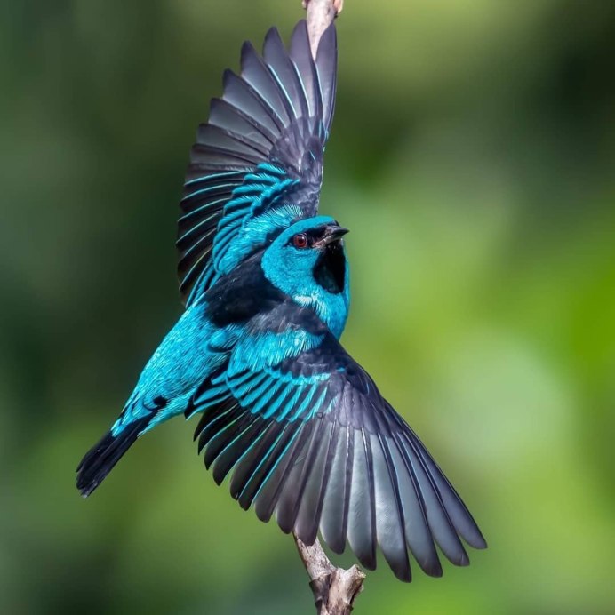 Бирюзовая птица