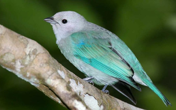 Голубая танагра