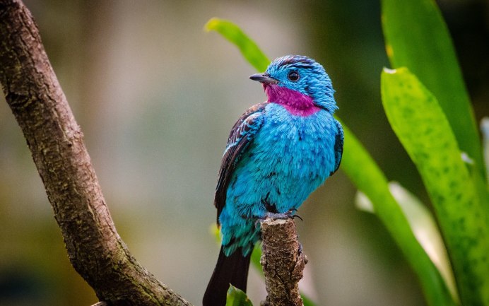 Иволга голубая