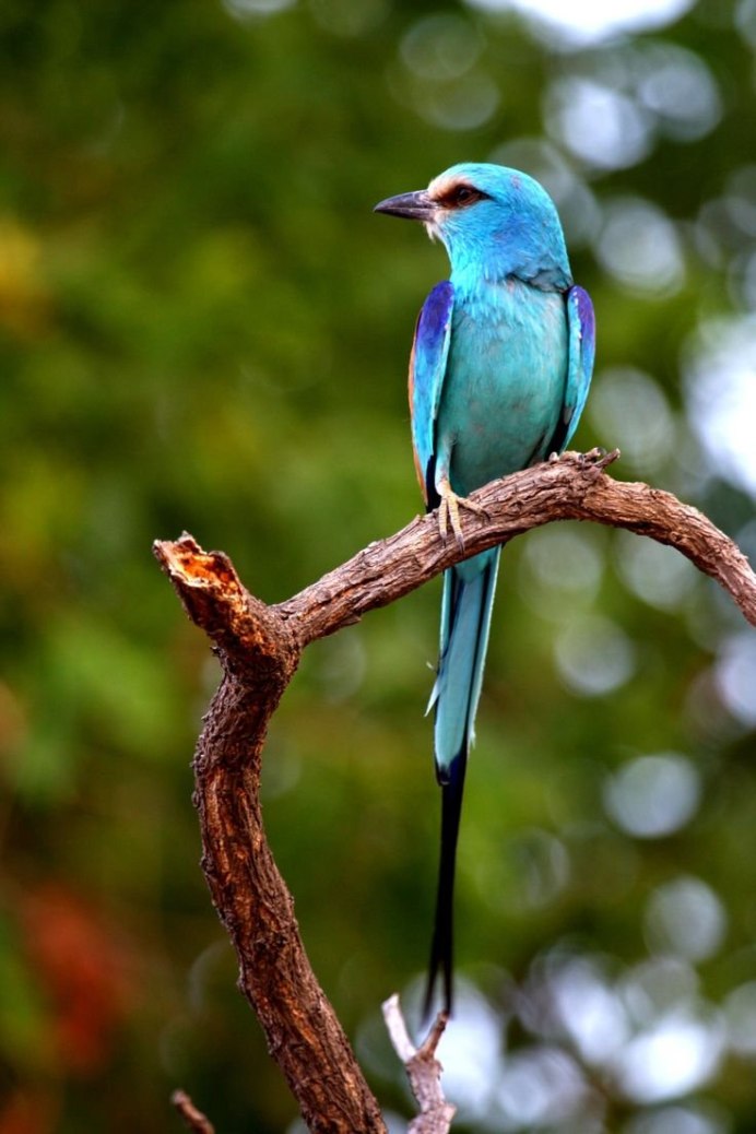 Синий Дакнис птица