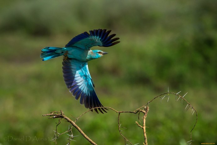 Лазурные птицы