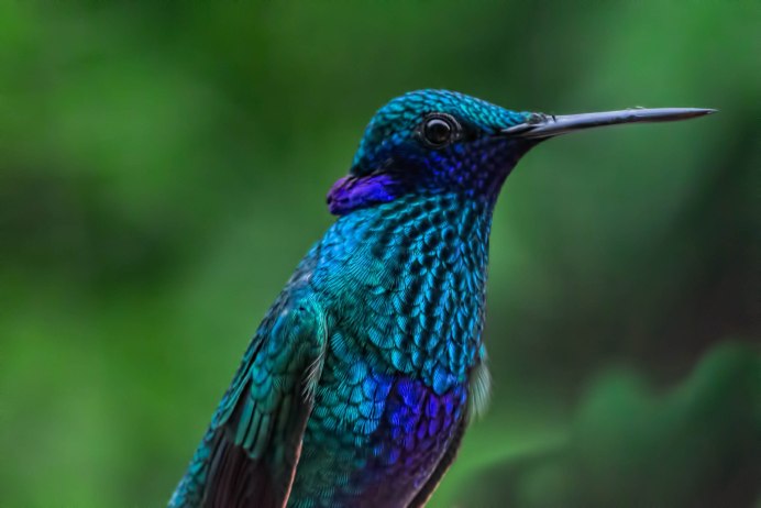 Птица бирюзового цвета