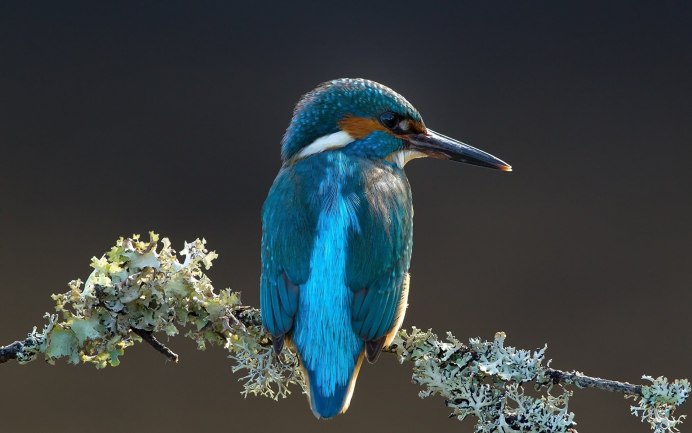 Неразлучники попугаи голубые