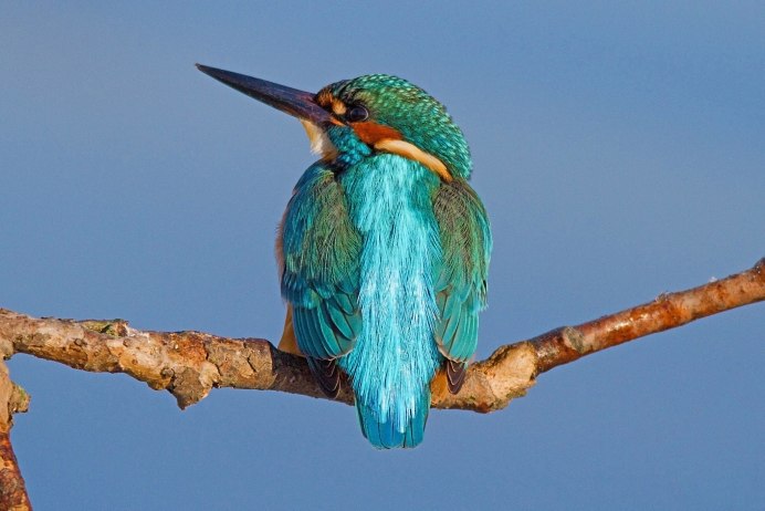 Птица изумрудного цвета