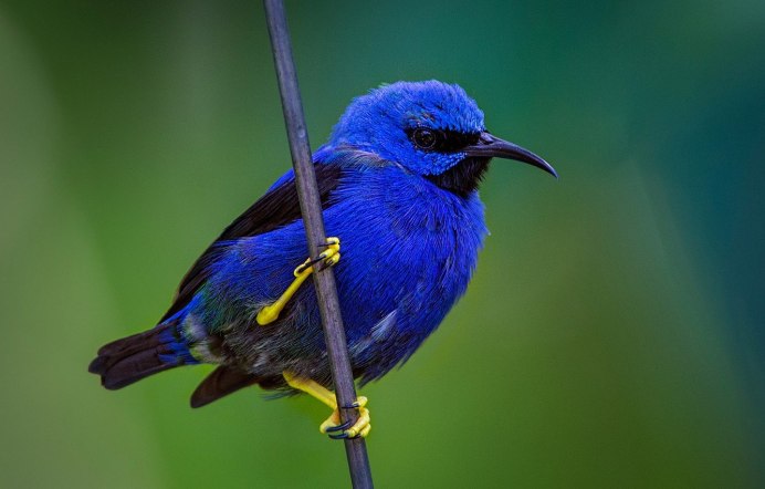 Птички в бирюзовых тонах