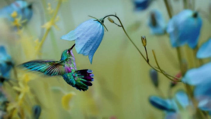 Сиалия Лазурная птица