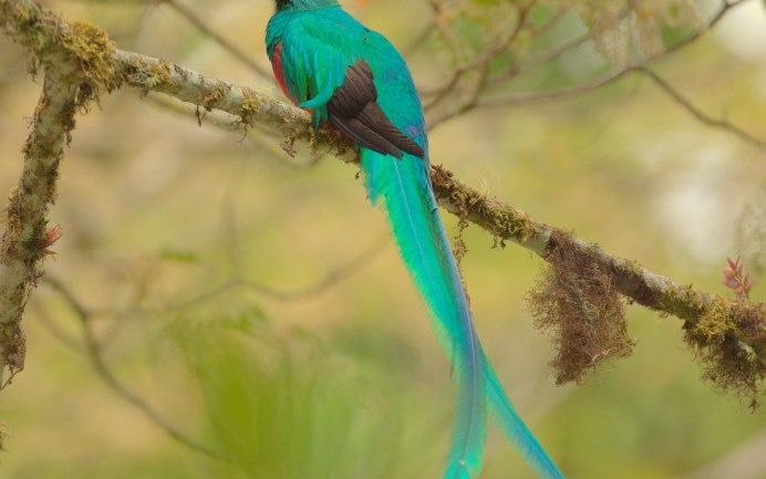 Птица Квезаль окрасы