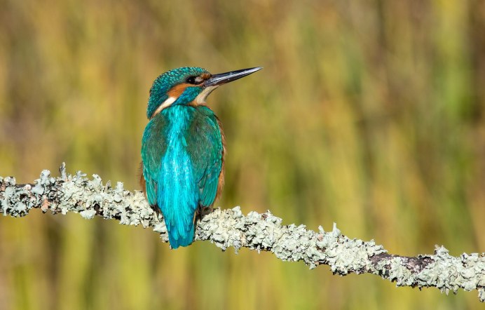 Синий Квезаль