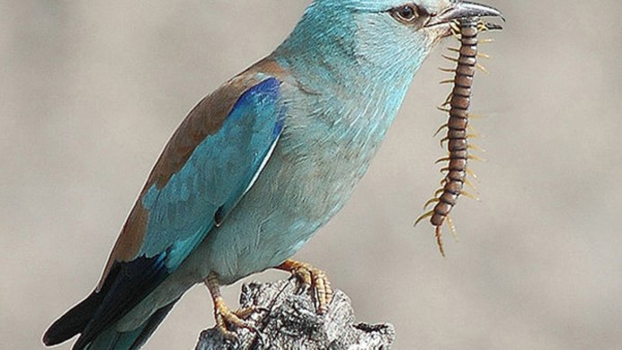 Птичка голубая сиалия