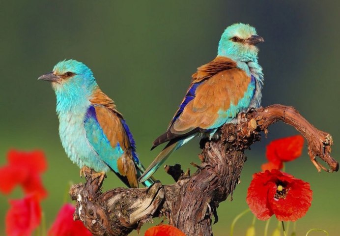 Птичка экзотическая с голубой грудкой