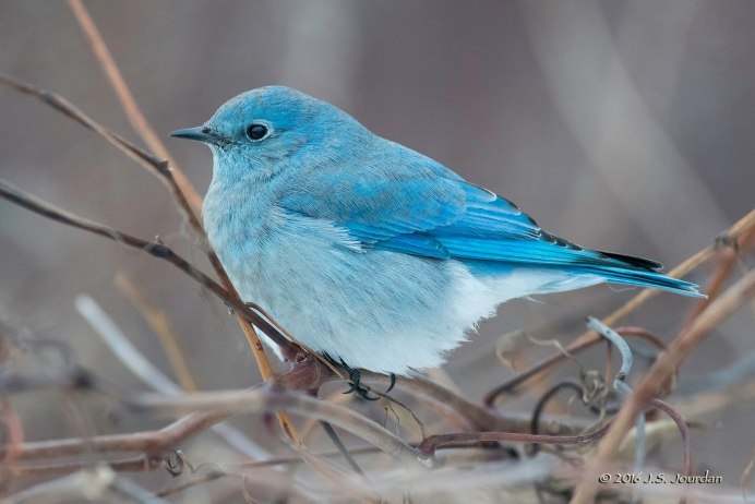 Овсянковый Кардинал