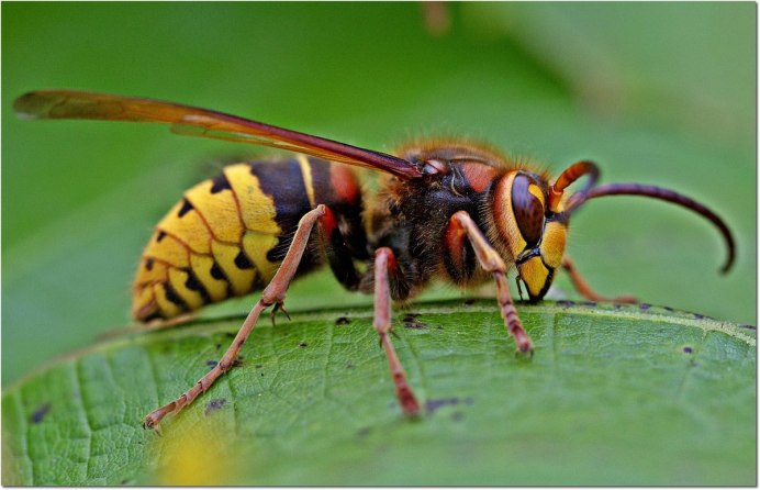 Vespa mandarinia Шершень