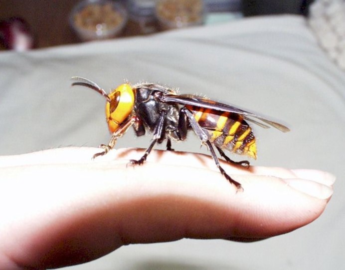 Polistes dominula