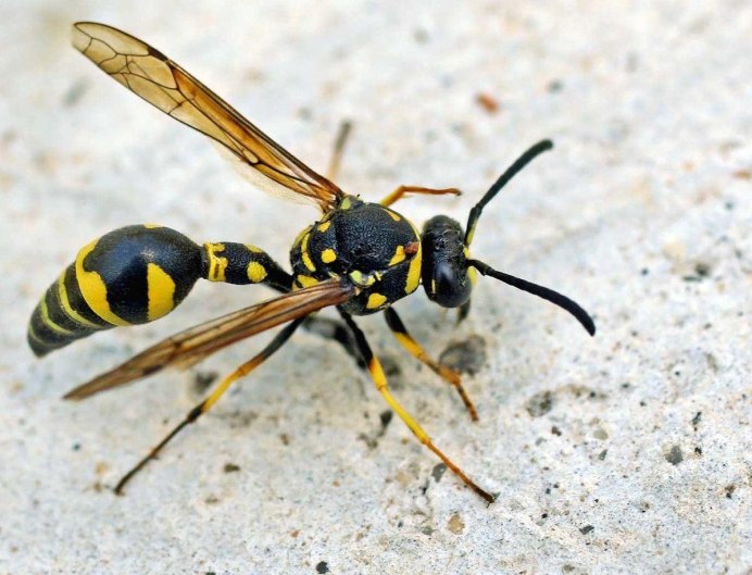 Vespa mandarinia Шершень